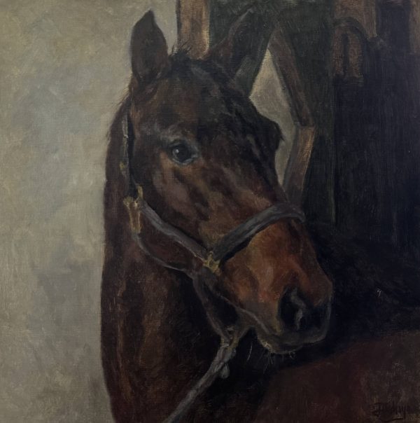 Handsome Horse